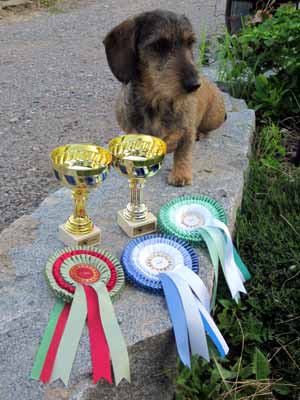 Playadel Bergs Jålande Johanna, strvhårig tax, karkeakarvainen myrkoira, Rauhhaarteckeln, dachshund