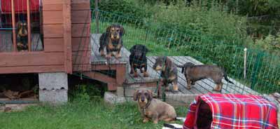 Madde, Jocke, Niilo, Larry, Julia  & "Rut"