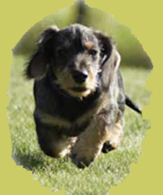 Individual